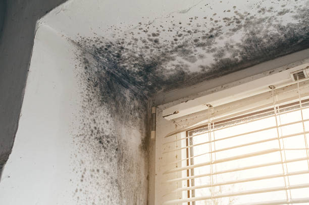 Trusted Bathroom Mold Removal service in Petoskey, MI - Cheap Mold Removal